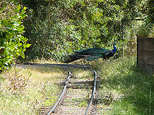 Peacock crossing the tracks!