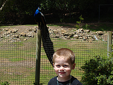 Hunter and a peacock