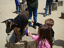 Hunter and Olivia brushing a goat