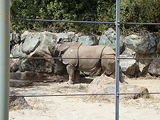 This Rhino was funny...