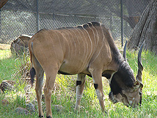 African Greater Kudu