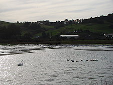 swan and ducks