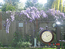 Another view of the Wisteria.