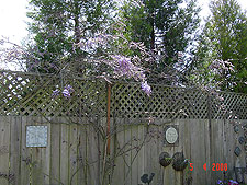 Wisteria starting to bloom.