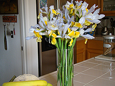 Irises from the back yard.