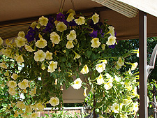 hanging flowers