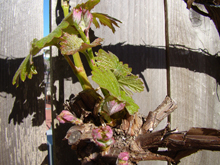 Grapes starting to sprout leaves