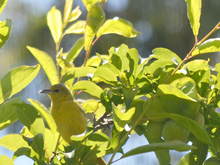 Yellow Bellied Warbler?