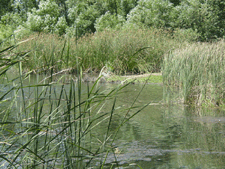 View of the lake through the grass...