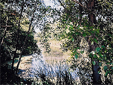 Lake through the trees.