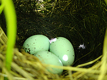 Little eggs in a nest in our grapevines.