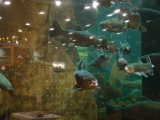 aquarium at Cabella's
