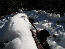 snowy log