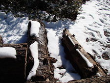 snowy logs
