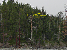 Bald Eagle's nest at Eagle's Point