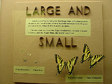 Large and small butterflies.