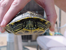 Up close and personal with Sheldon.