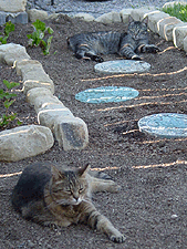 Kitties relaxing by the garden...