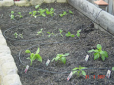 New vegetable garden