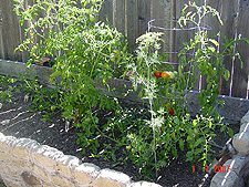 Vegetable garden, July 2007