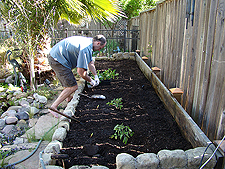 Dave planting