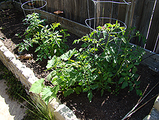 Vegetable garden at the end of May