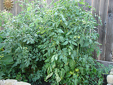 Tomatoes, July 2010