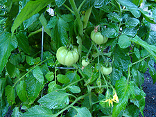 Tomatos, June 2010