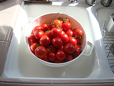 Tomatoes, September 2010
