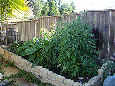Vegetable Garden, June 2010