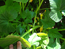 Zucchini, July 2010