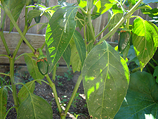 Bell Peppers, July 2010