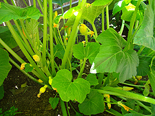 Zucchini, July 2010