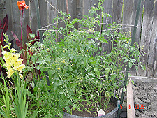 Big Tomato Plant