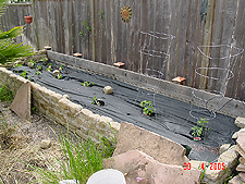 Planted vegetable garden.
