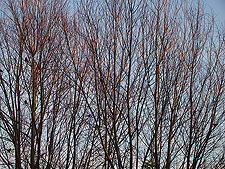 view of Willows from back yard with birds in them