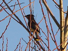 closeup of a bird in the Willow branches