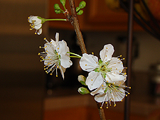 A blossom branch from the plum tree in February