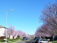 Pretty cherry trees across from our house