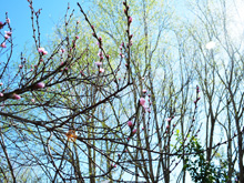 Pretty peach tree blossoms