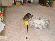 Allie gets distracted by her laser pointer.