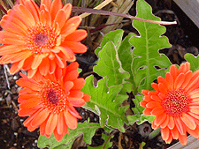 Bright salmon-colored Gerber Daisies