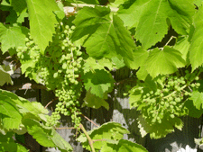 Growing grapes..
