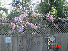 Wisteria starting to bloom