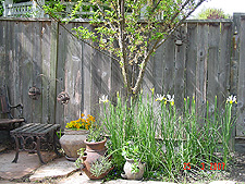 Irises and potted plants