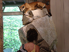 Heidi admires a mountain lion at the Happy Isles Nature Center.