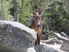 A horse taking a break along the John Muir Trail.