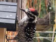 nutalls woodpecker