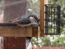 White-Breasted Nuthatch