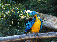 Parrott